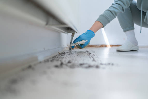 Best Wasp Removal Services  in Victorville, CA